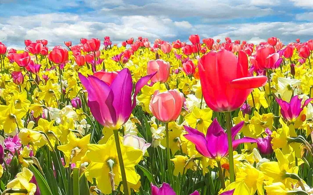 Alle machen mit! Jetzt den Frühling einpflanzen!