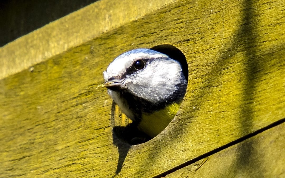 Mach mit! Jetzt den Frühling einpflanzen