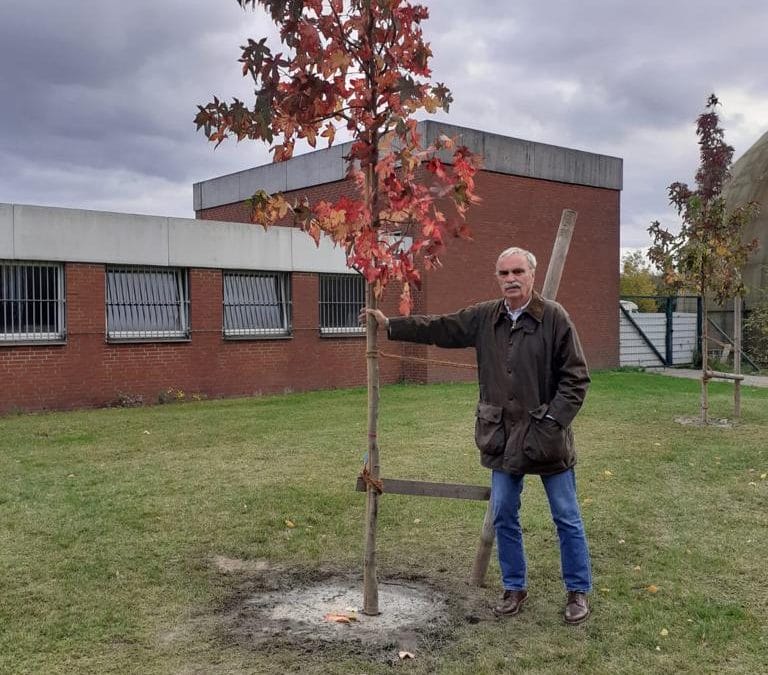 Amberbäume für die Ewigkeit